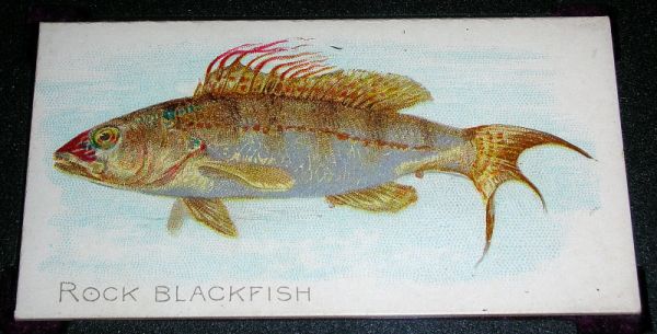 28 Rock-Blackfish